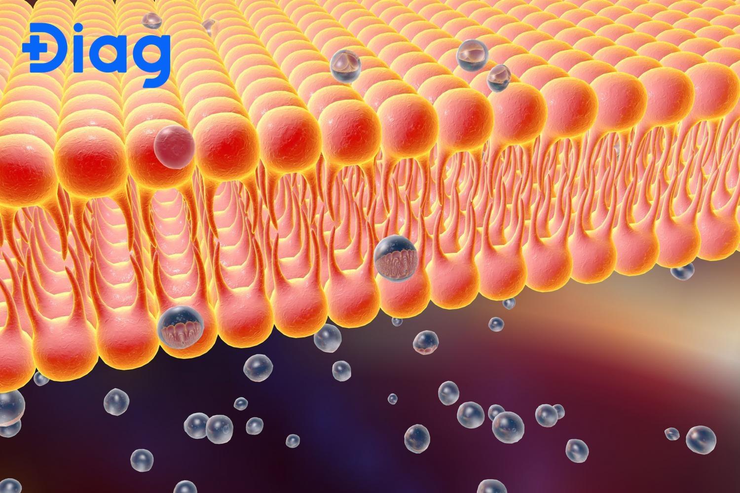 Tạo nên các mảng lipid rafts là một vai trò của cholesterol giúp truyền tiến hiệu tế bào.