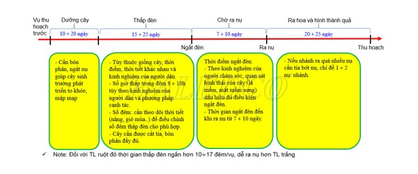Quy trình chong đèn cho cây thanh long