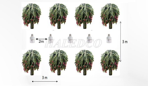 Cách bố trí đèn cho đầu vụ T10