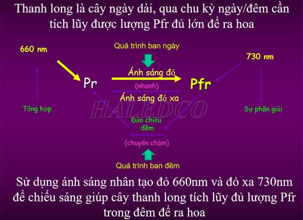 Lý do cần chong đèn khi trồng thanh long