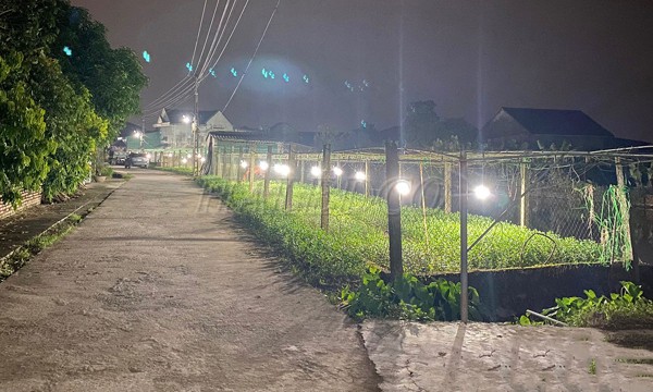 Cách thắp đèn hỗ trợ cúc ra hoa