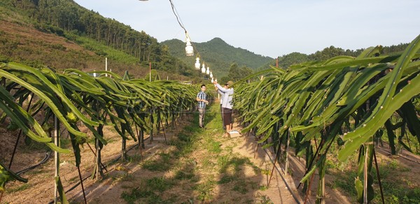 Chong đèn là kỹ thuật trồng cây mới