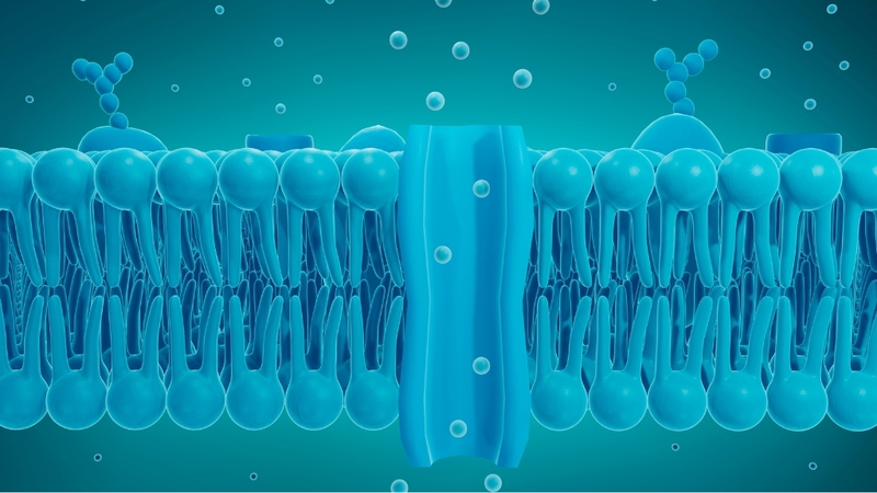 Chức năng của màng tế bào giúp kiểm soát chọn lọc sự trao đổi chất
