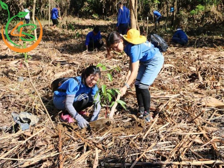 kỹ thuật trồng rừng