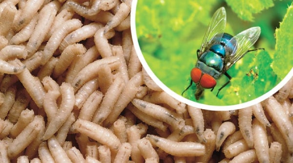 gioi-trong-thung-rac