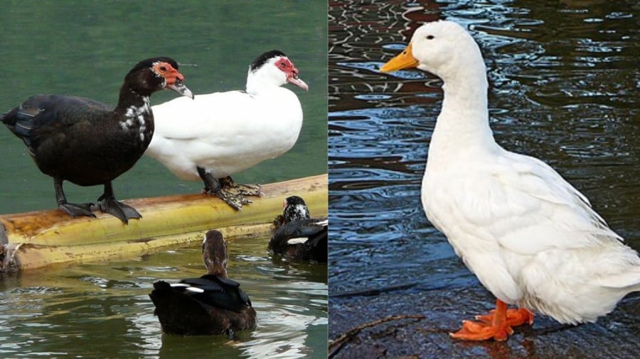 Rất nhiều người không phân biệt được vịt và ngan