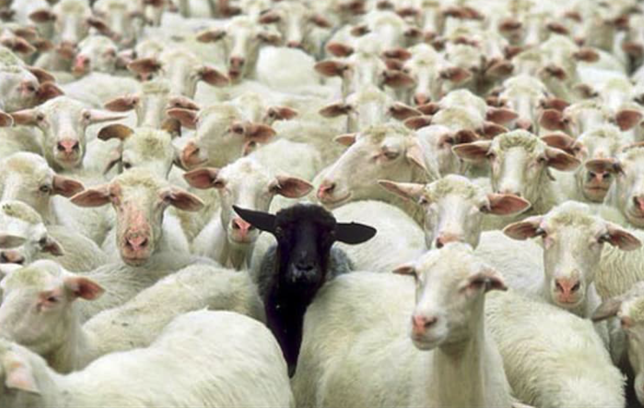 Cừu đen theo nghĩa gốc mang bộ lông không có giá trị kinh tế nên bị kỳ thị