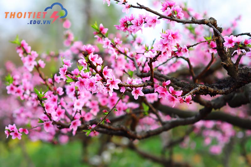 nước ta có khí hậu như thế nào
