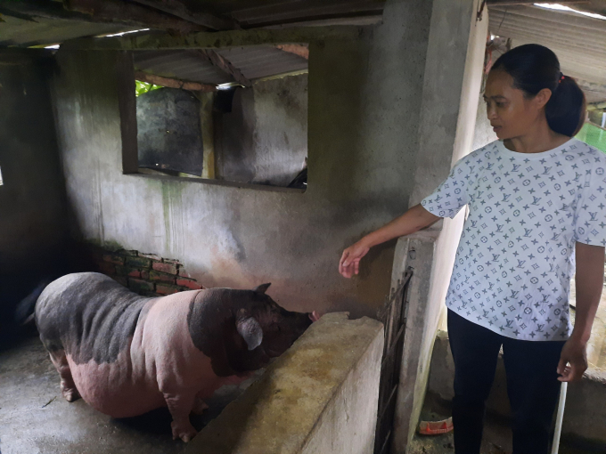 dac diem lon mong cai