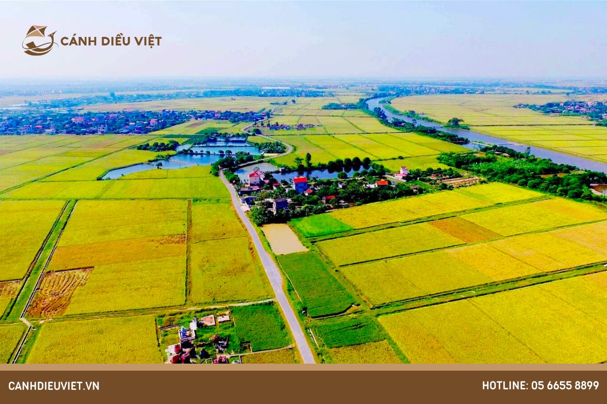 Điều kiện về đất trồng cây lúa gạo phù hợp