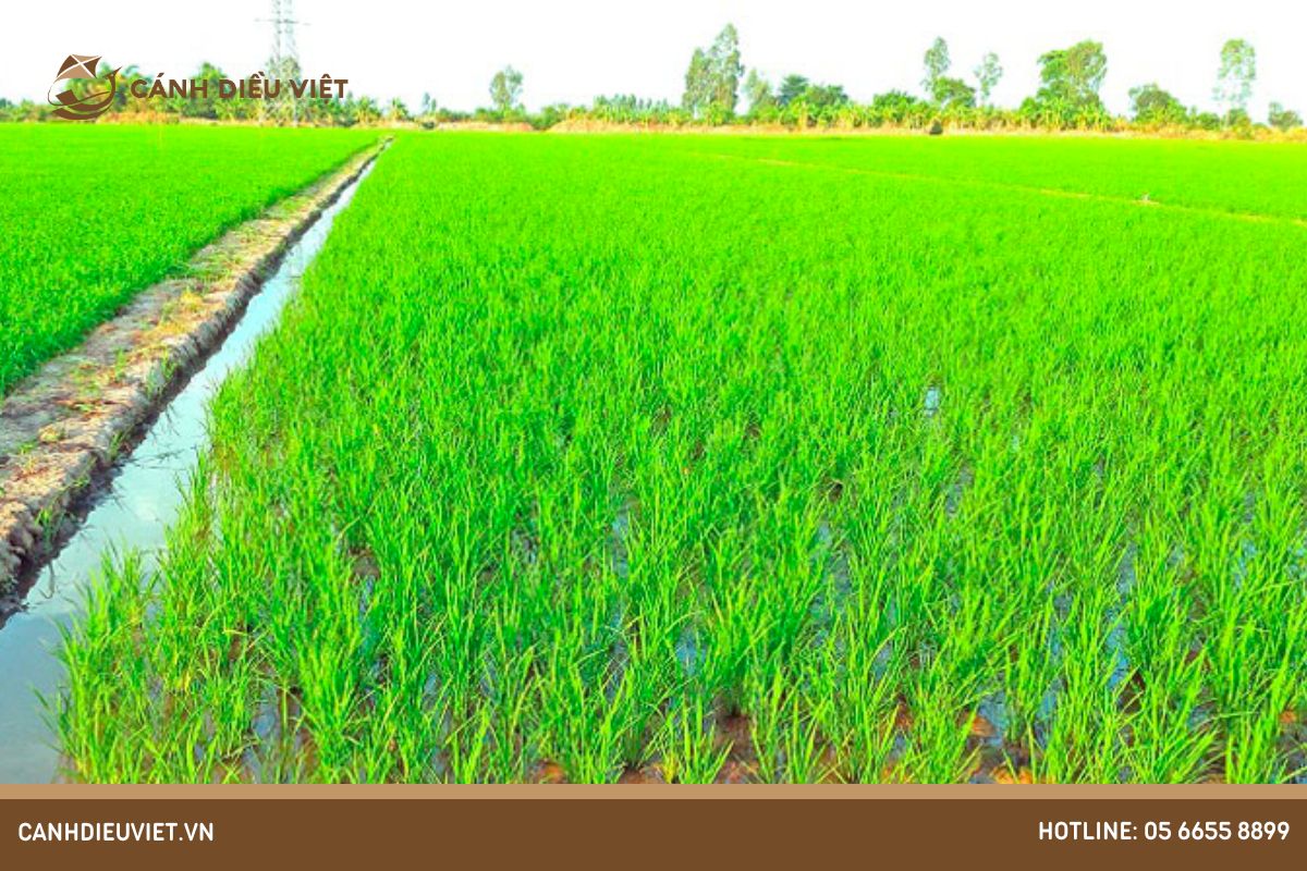 Nhu cầu về nước của cây lúa