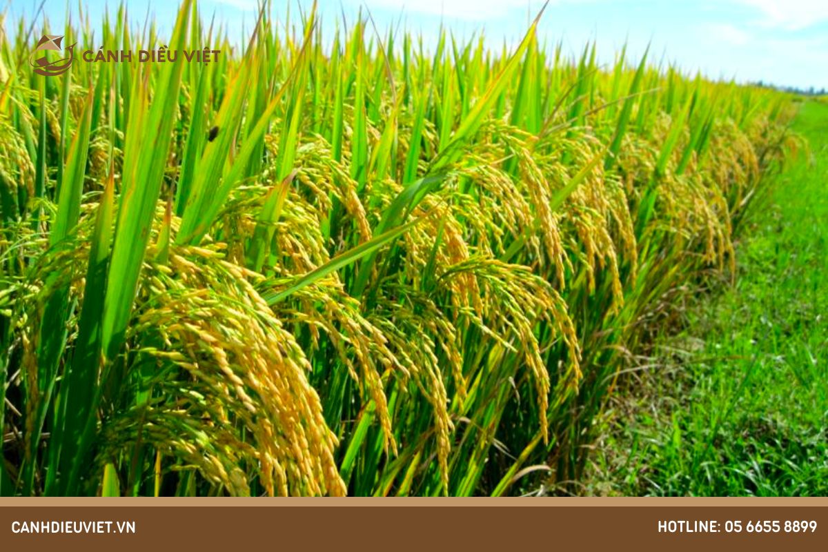 Đặc điểm của cây lúa