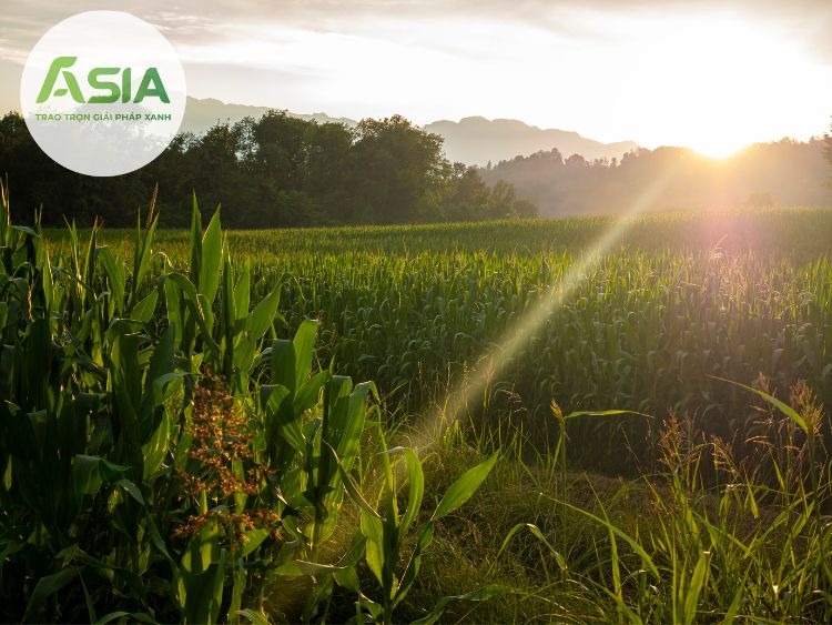 dac diem sinh thai cua cay ngo la ua khi hau 1