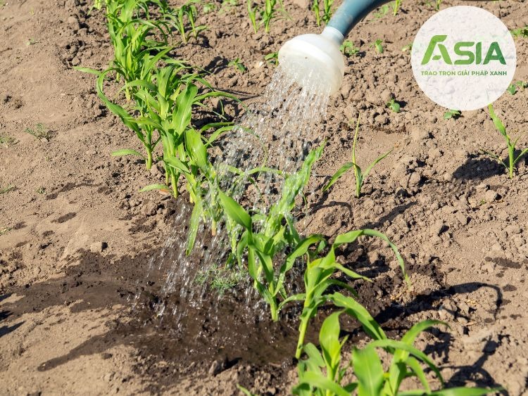 dac diem sinh thai cua cay ngo la ua khi hau 2