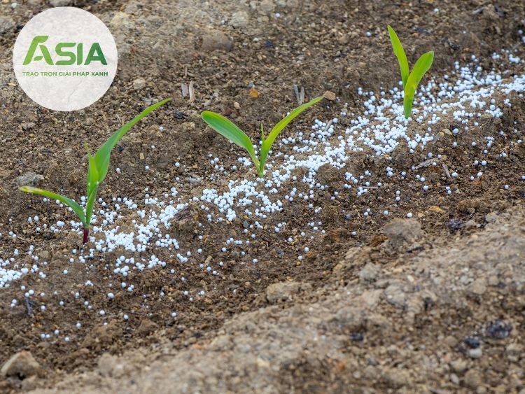 dac diem sinh thai cua cay ngo la ua khi hau 4