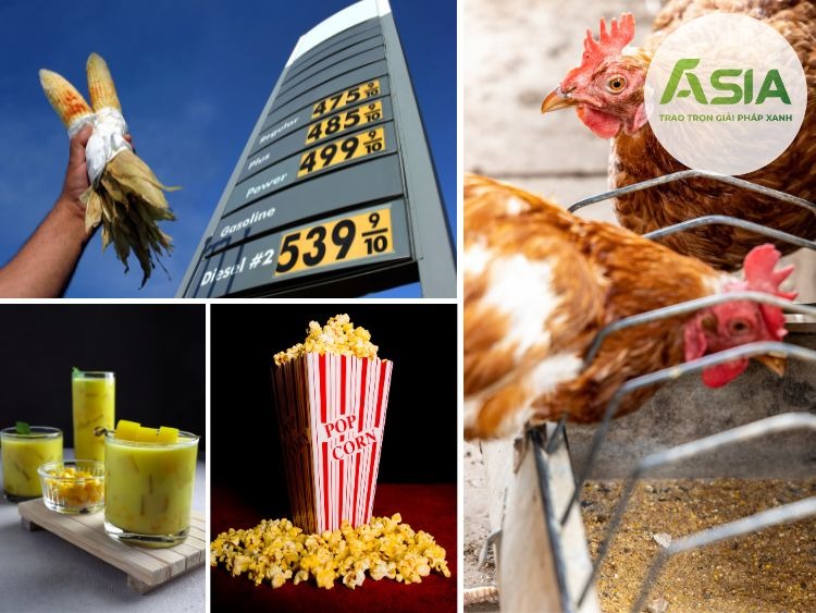 dac diem sinh thai cua cay ngo la ua khi hau 5