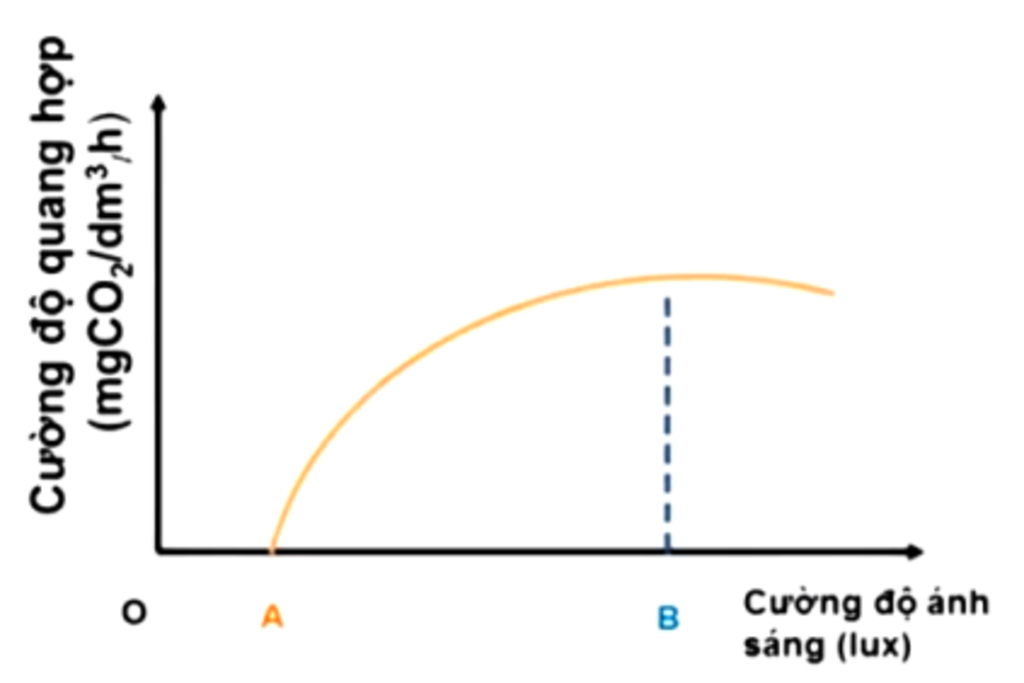 Quan hệ giữa cường độ ánh sáng và cường độ quang hợp - ảnh hưởng của các nhân tố ngoại cảnh đến quang hợp