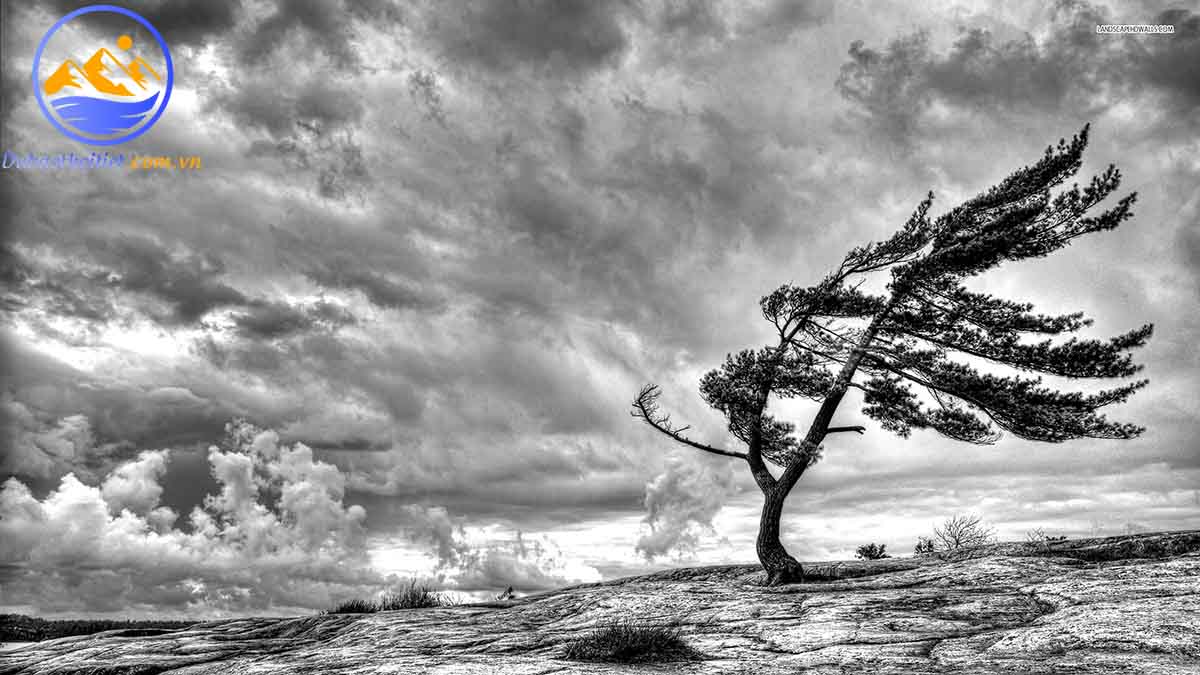 Ảnh hưởng của gió tín phong là gì?