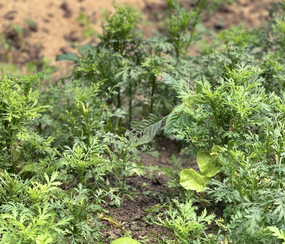 Rau hanh hao có mùi rất thơm