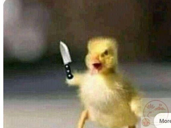 Meme vịt cầm dao