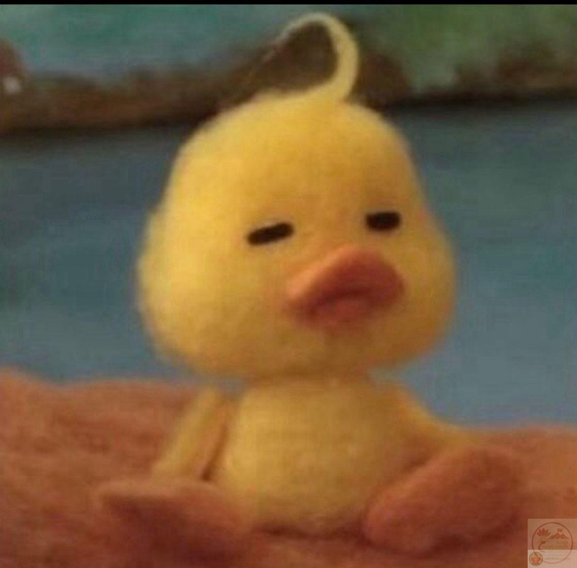 Meme vịt cute