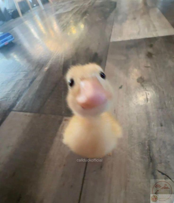 Hình con vịt meme