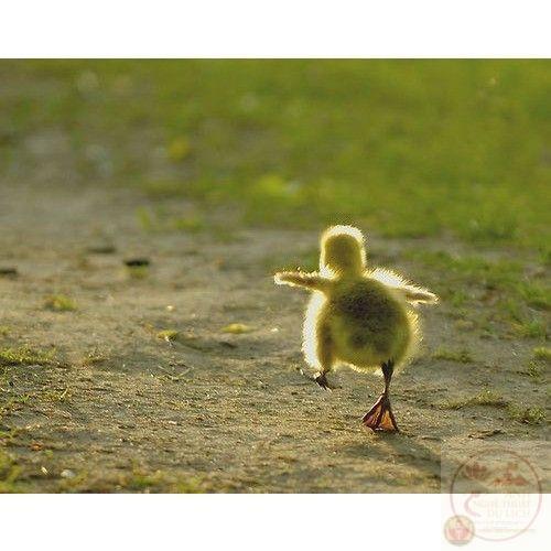 Chú vịt chế tinh nghịch khiến bức ảnh trở thành nguồn cười bất tận mỗi ngày