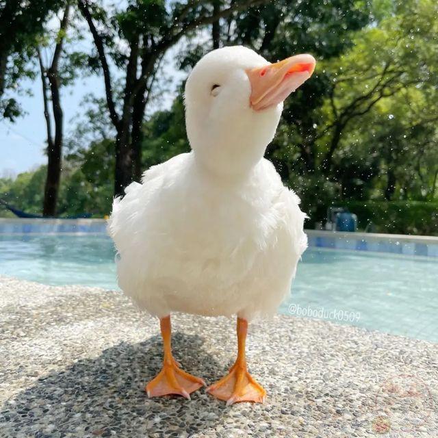 Chi tiết vịt bá đạo góp phần làm bức ảnh chế trở nên nổi bật và dí dỏm