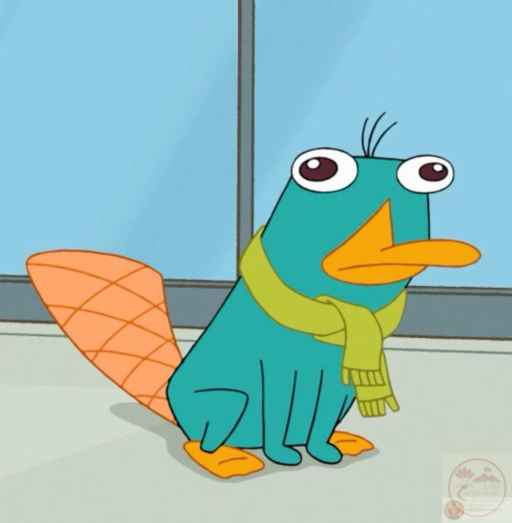 Ảnh thú mỏ vịt hài hước trở thành nguồn cảm hứng giải trí mới mẻ