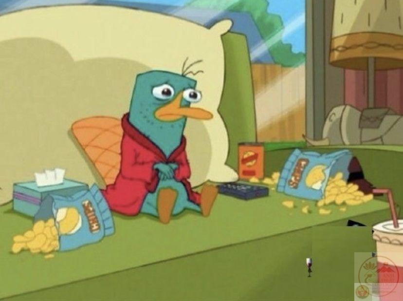 Sự ngộ nghĩnh của thú mỏ vịt trong ảnh chế làm người xem cười thoải mái