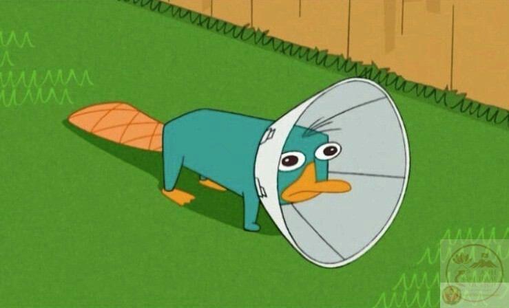 Sự độc đáo của thú mỏ vịt trong ảnh chế tạo nên nguồn cười khó cưỡng