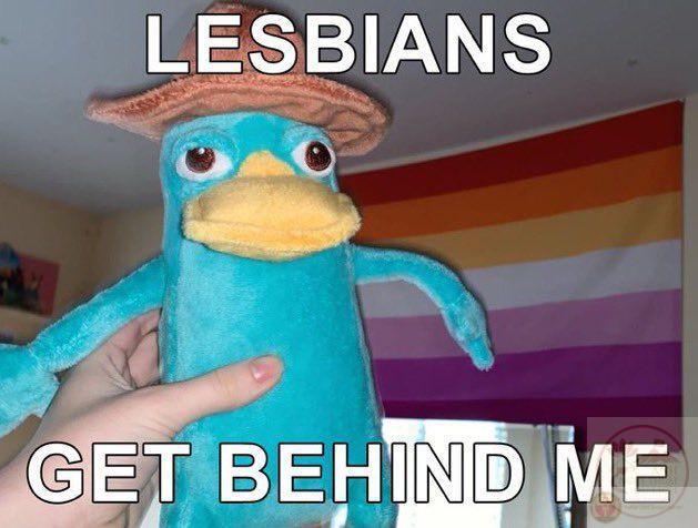 Meme thú mỏ vịt hài hước giúp mạng xã hội sôi động hơn mỗi ngày