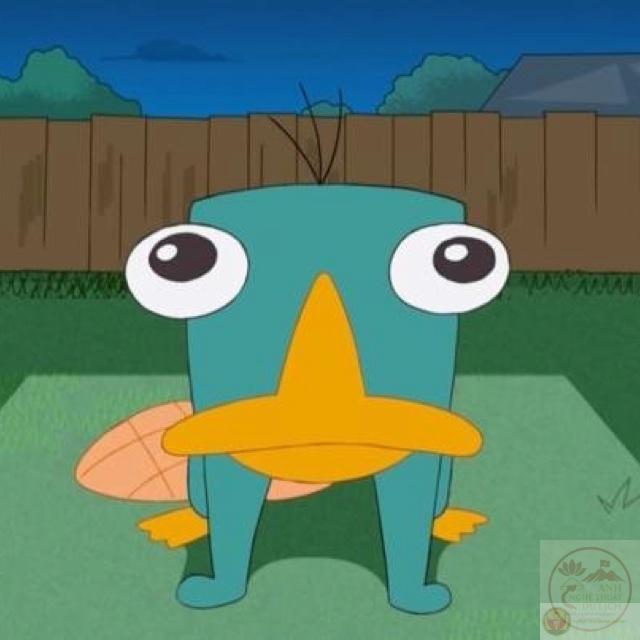 Một loạt ảnh thú mỏ vịt chế lại khiến ai nhìn cũng phải bật cười