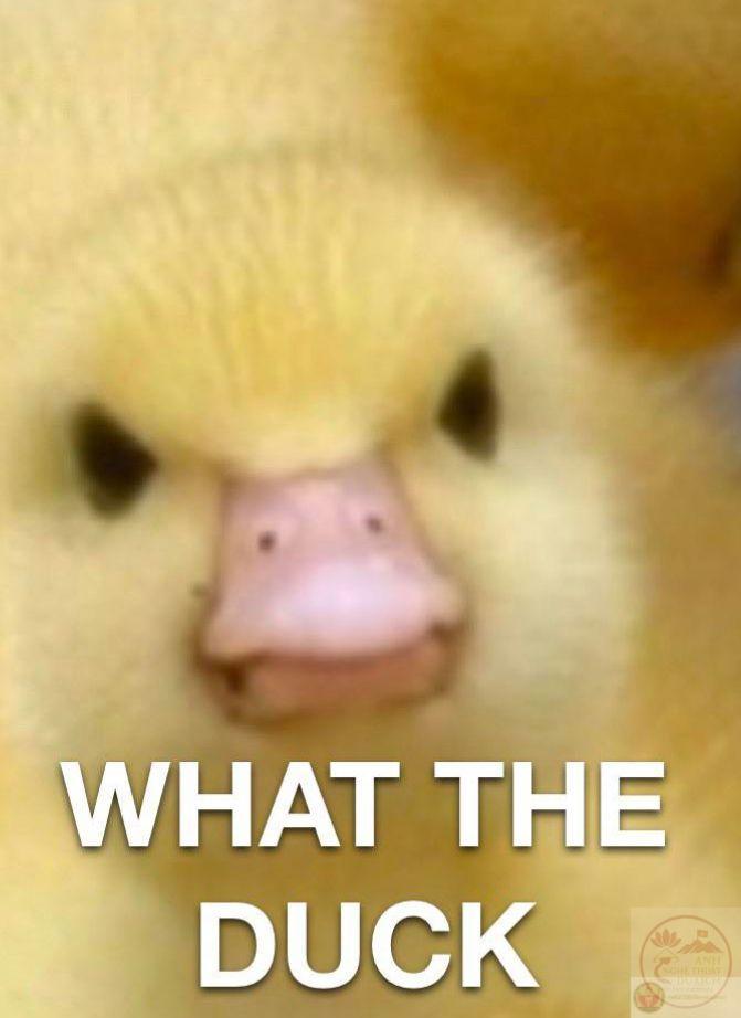 Ảnh chế vịt hài hước mang lại sự giải trí tự nhiên và tiếng cười sảng khoái