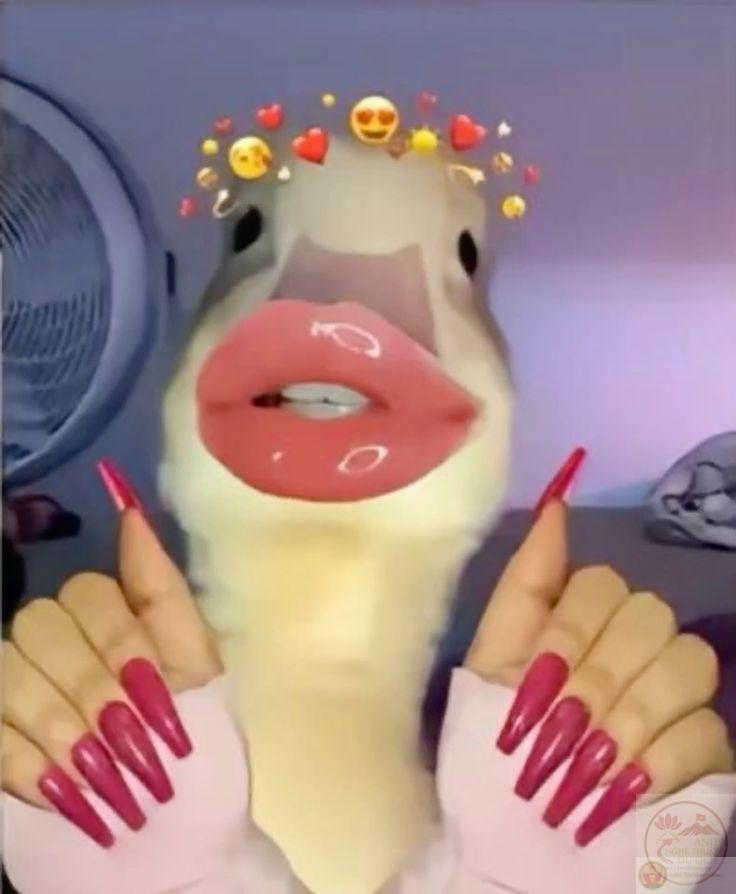 Một tấm ảnh chế vịt bất ngờ trở thành điểm nhấn nổi bật trong cuộc trò chuyện