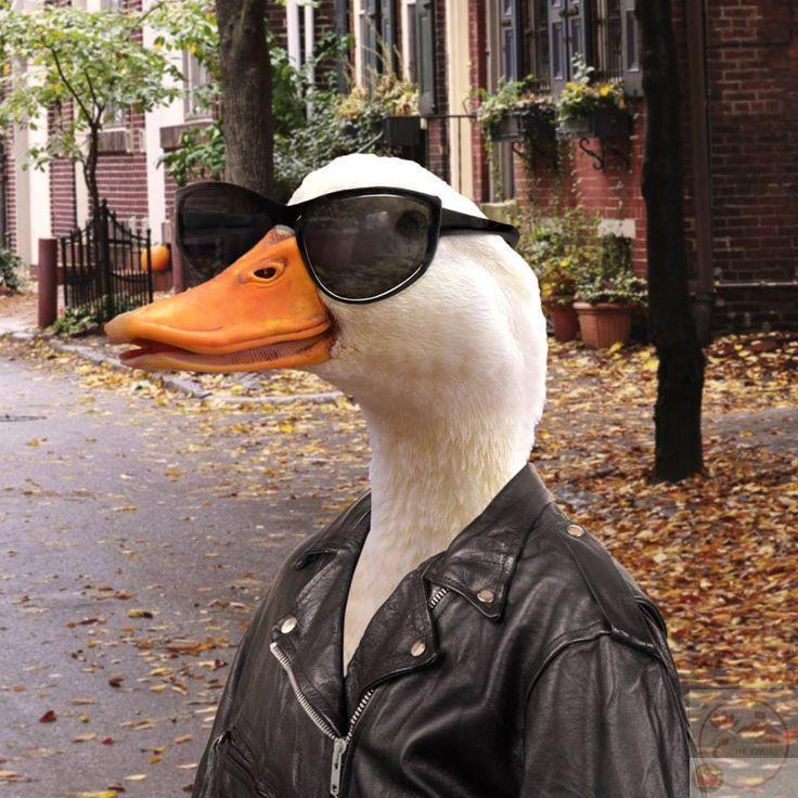 Một phiên bản vịt chế độc đáo mang đến sự sáng tạo khác biệt trên mạng