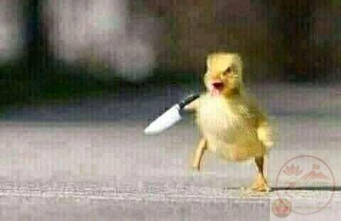 Meme con vịt cầm dao