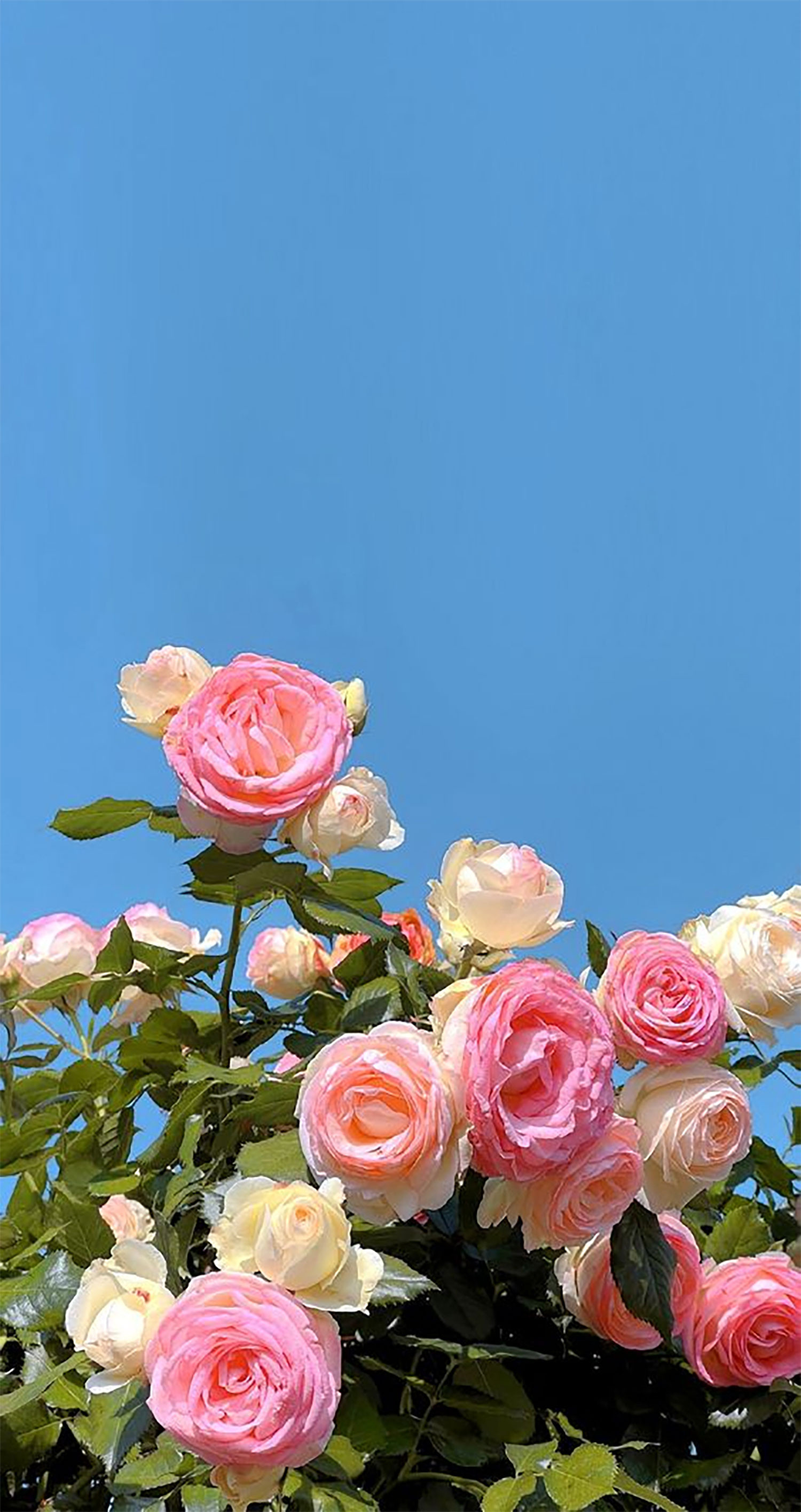 hinh-nen-hoa-mau-don-3