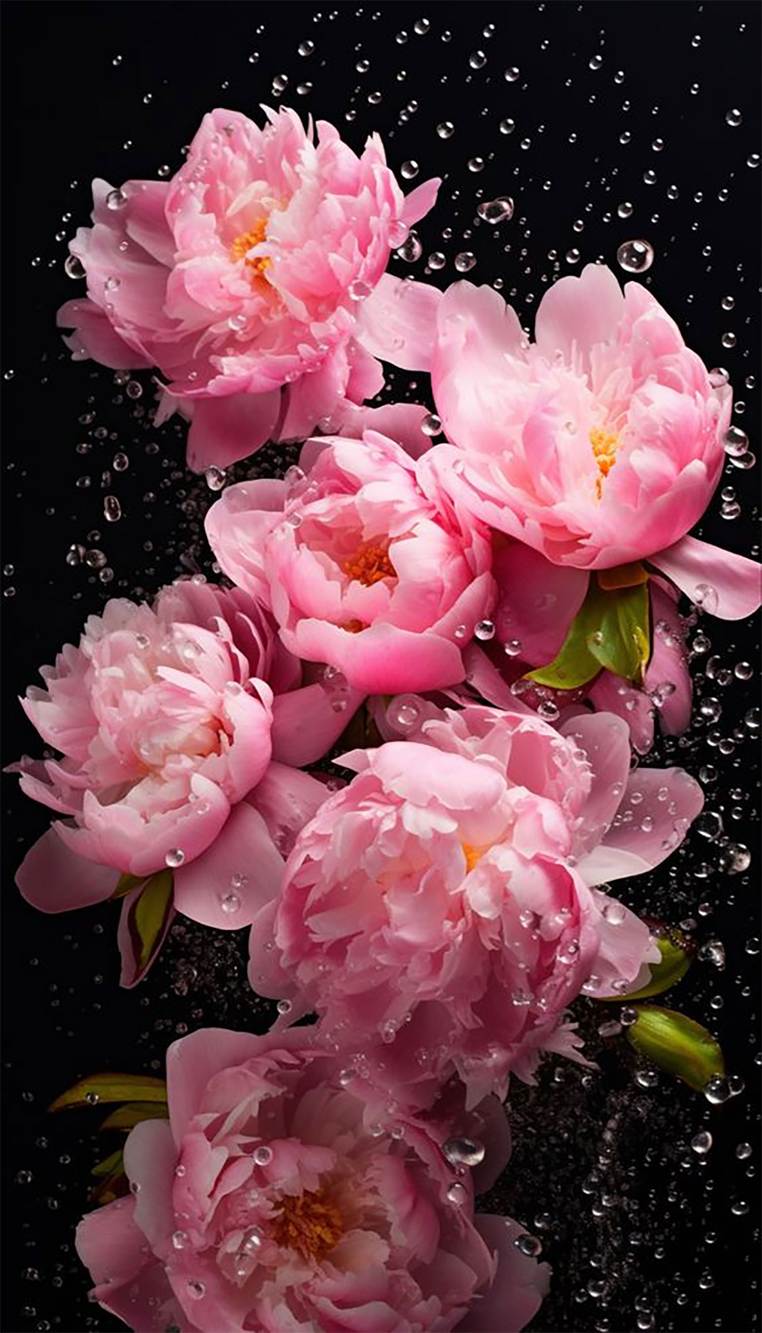 hinh-nen-hoa-mau-don-23