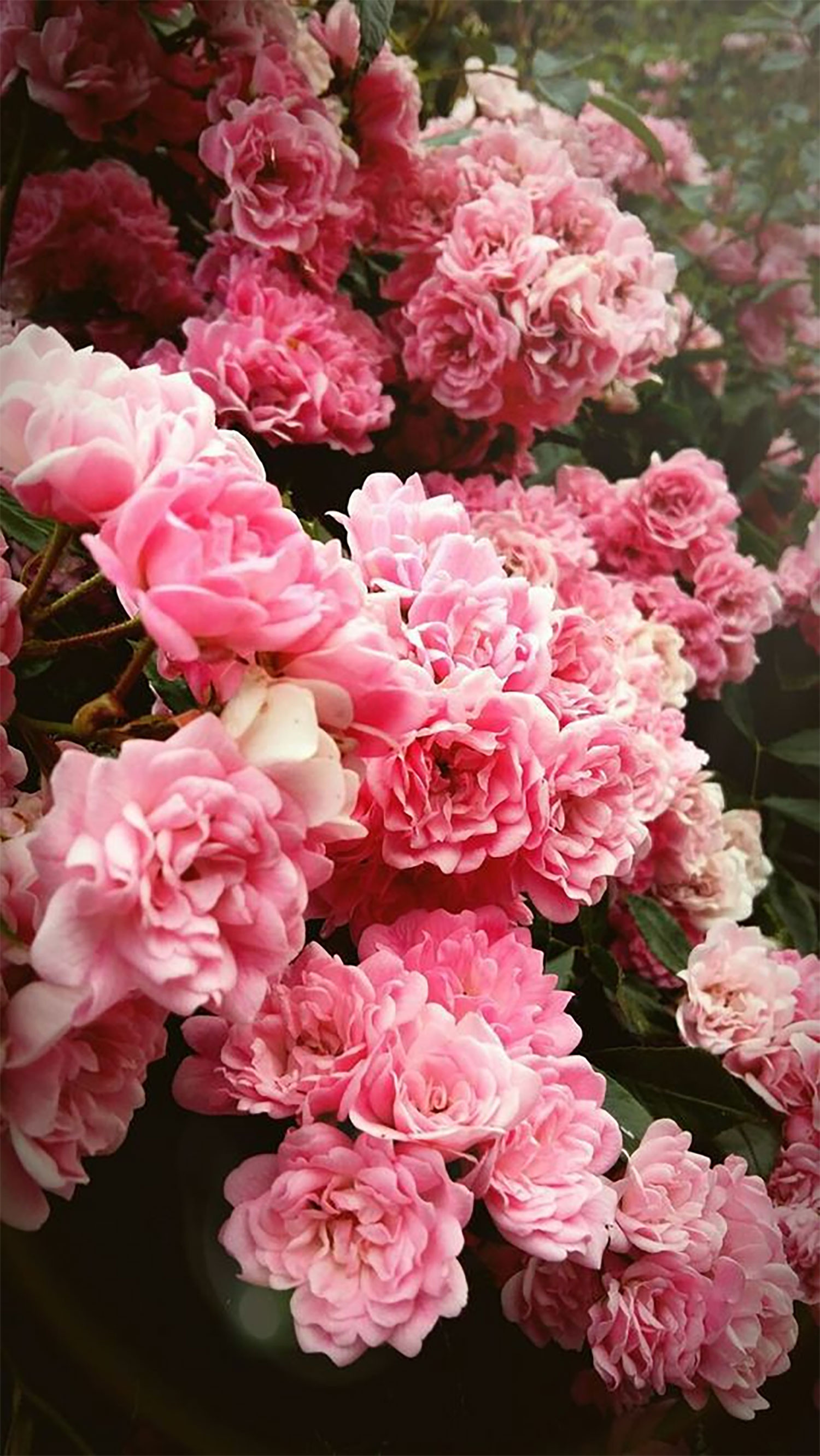 hinh-nen-hoa-mau-don-23