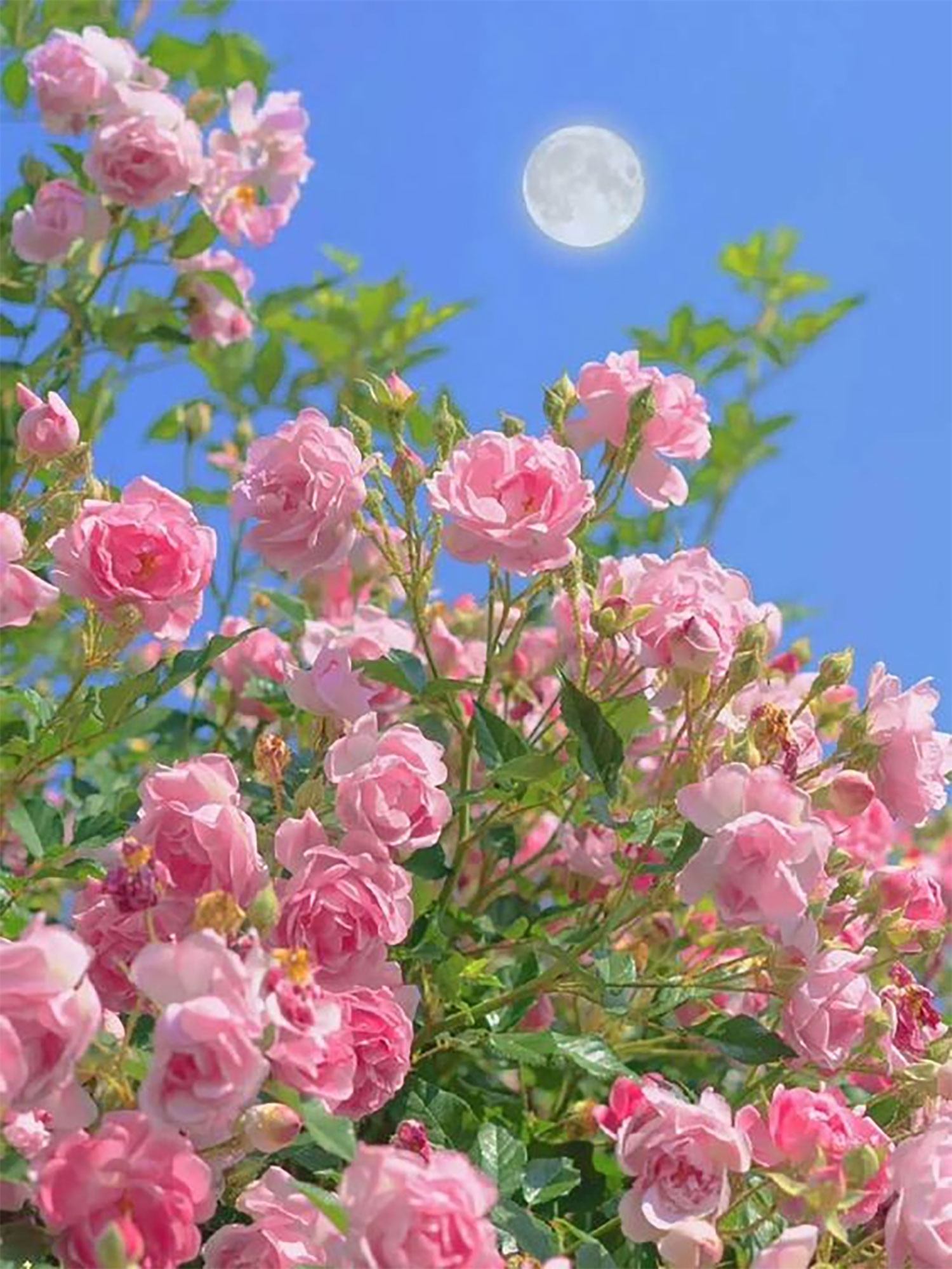 hinh-nen-hoa-mau-don-23