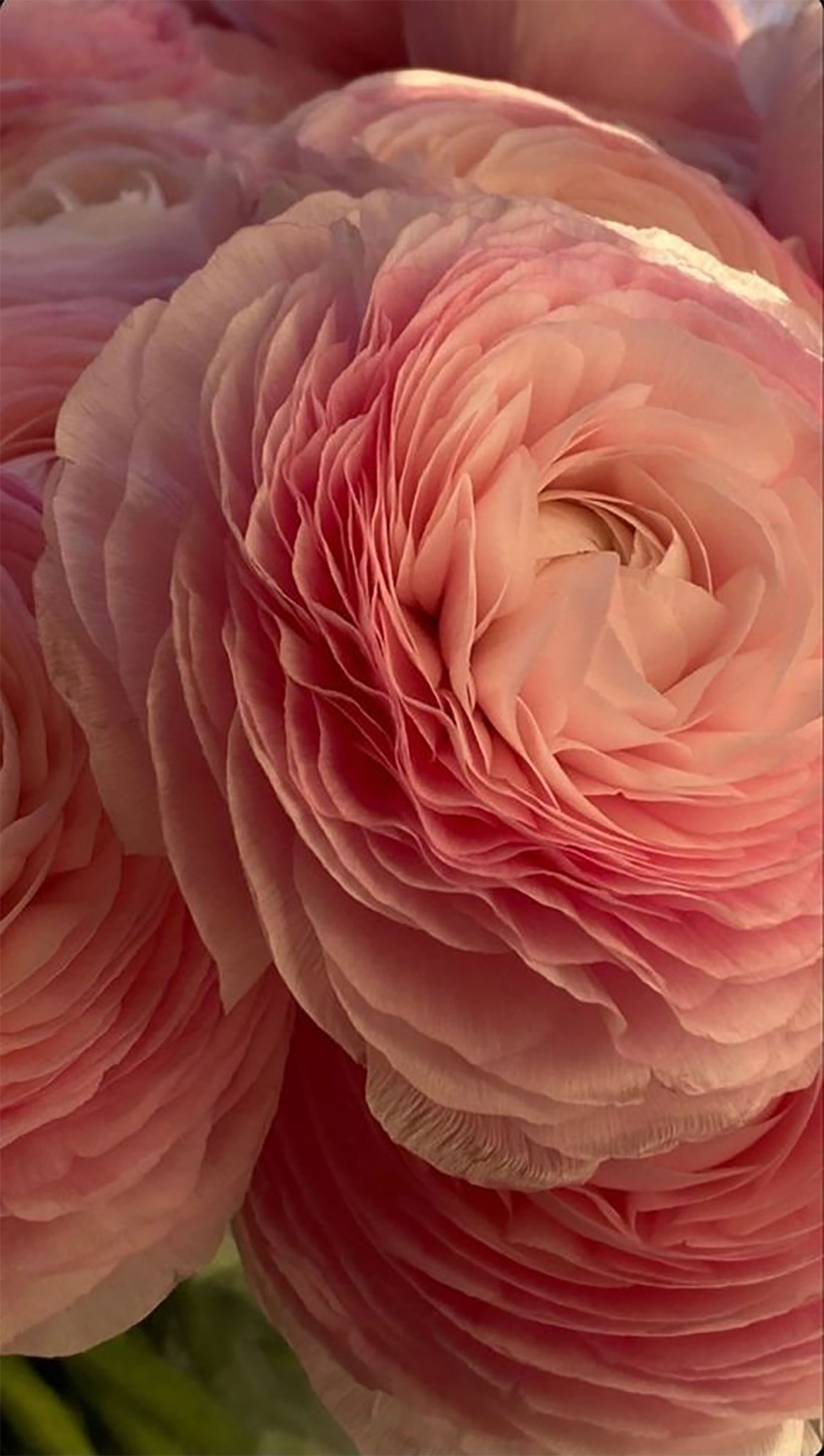 hinh-nen-hoa-mau-don-26