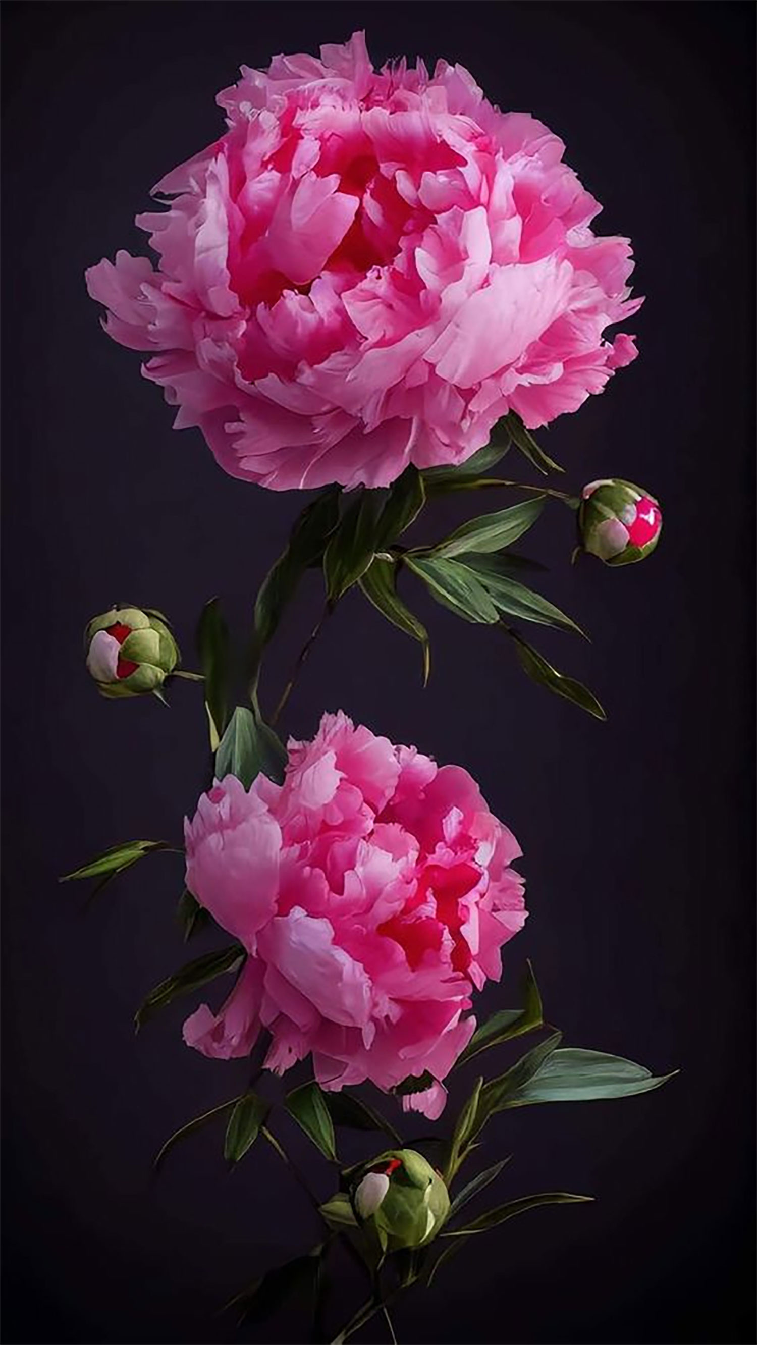 hinh-nen-hoa-mau-don-26