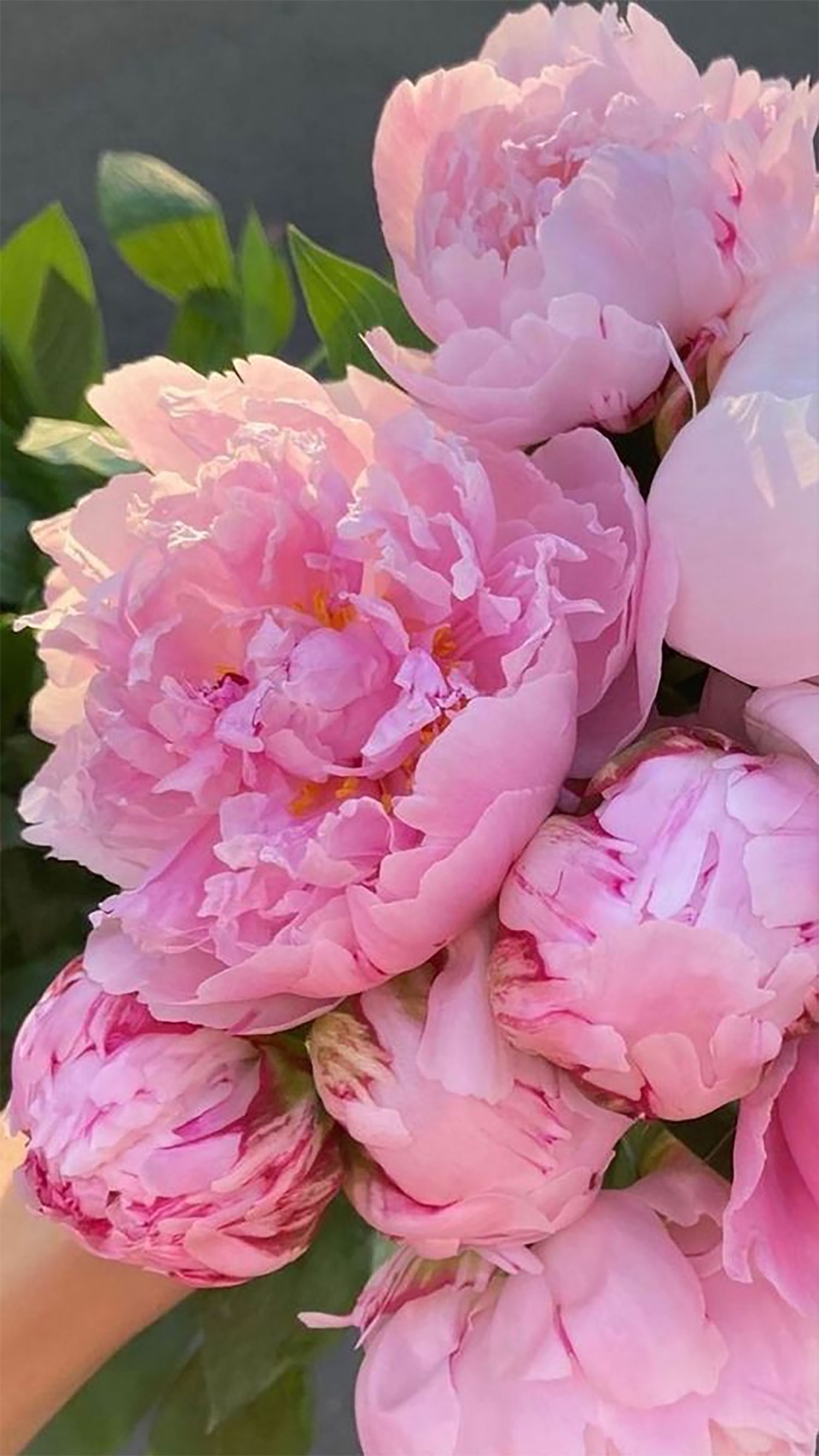 hinh-nen-hoa-mau-don-8