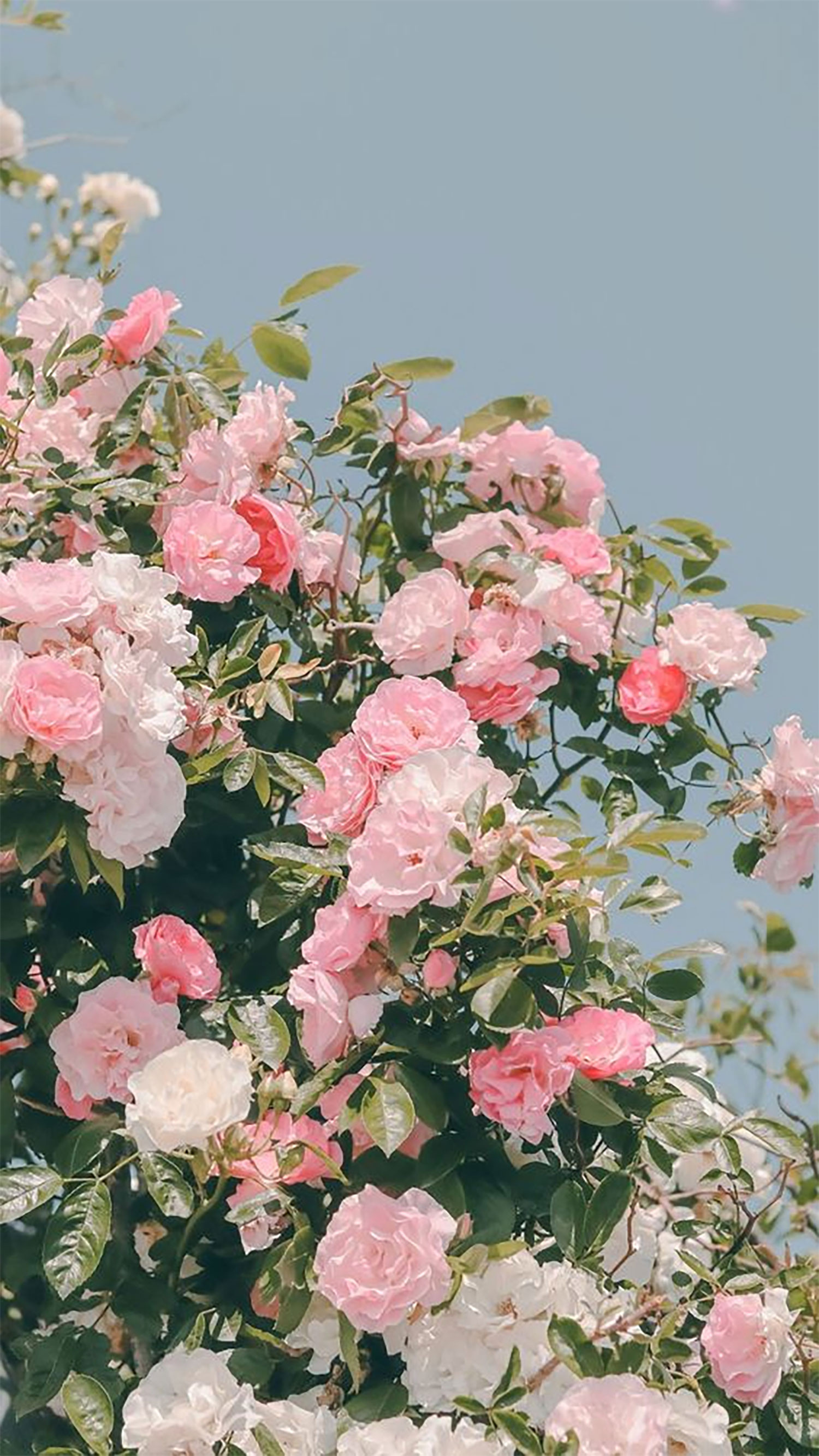 hinh-nen-hoa-mau-don-13