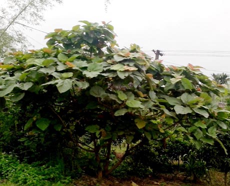 Độc đáo những món ăn từ trứng kiến của người Tày