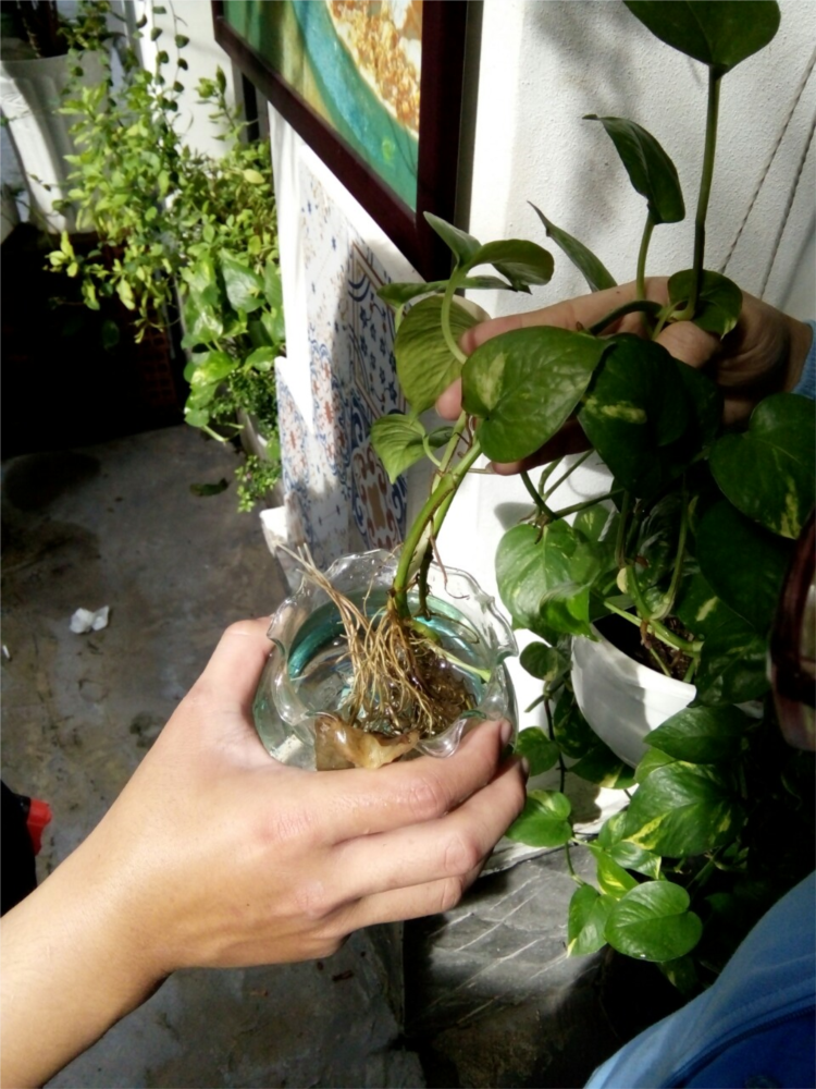 lang quang hay loang quang 1