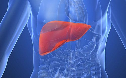 Gan đảm nhận chức năng chuyển hóa, bài tiết và khử độc cho cơ thể
