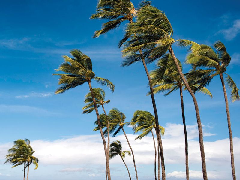 cac-loai-gio-o-viet-nam-3