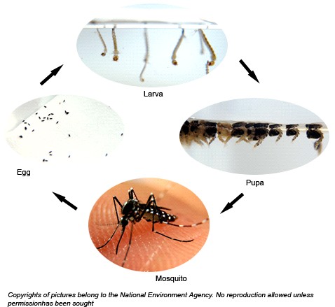 Không có muỗi vằn, không có loăng quăng, không còn sốt xuất huyết